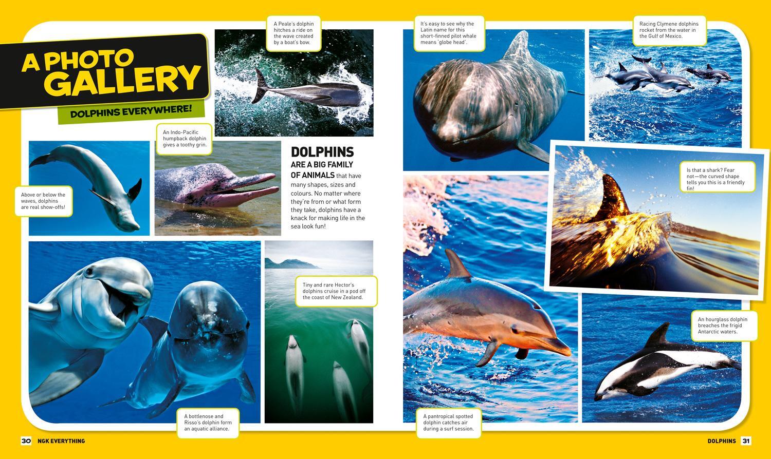 Bild: 9780008267742 | Everything: Dolphins | National Geographic Kids | Taschenbuch | 2018