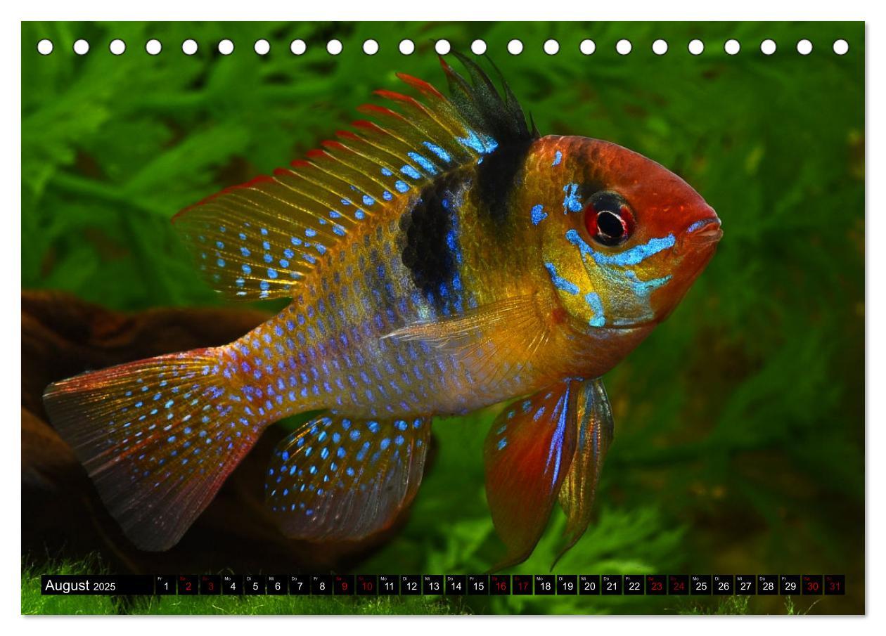 Bild: 9783383906275 | Beliebte Fische der Welt (Tischkalender 2025 DIN A5 quer), CALVENDO...