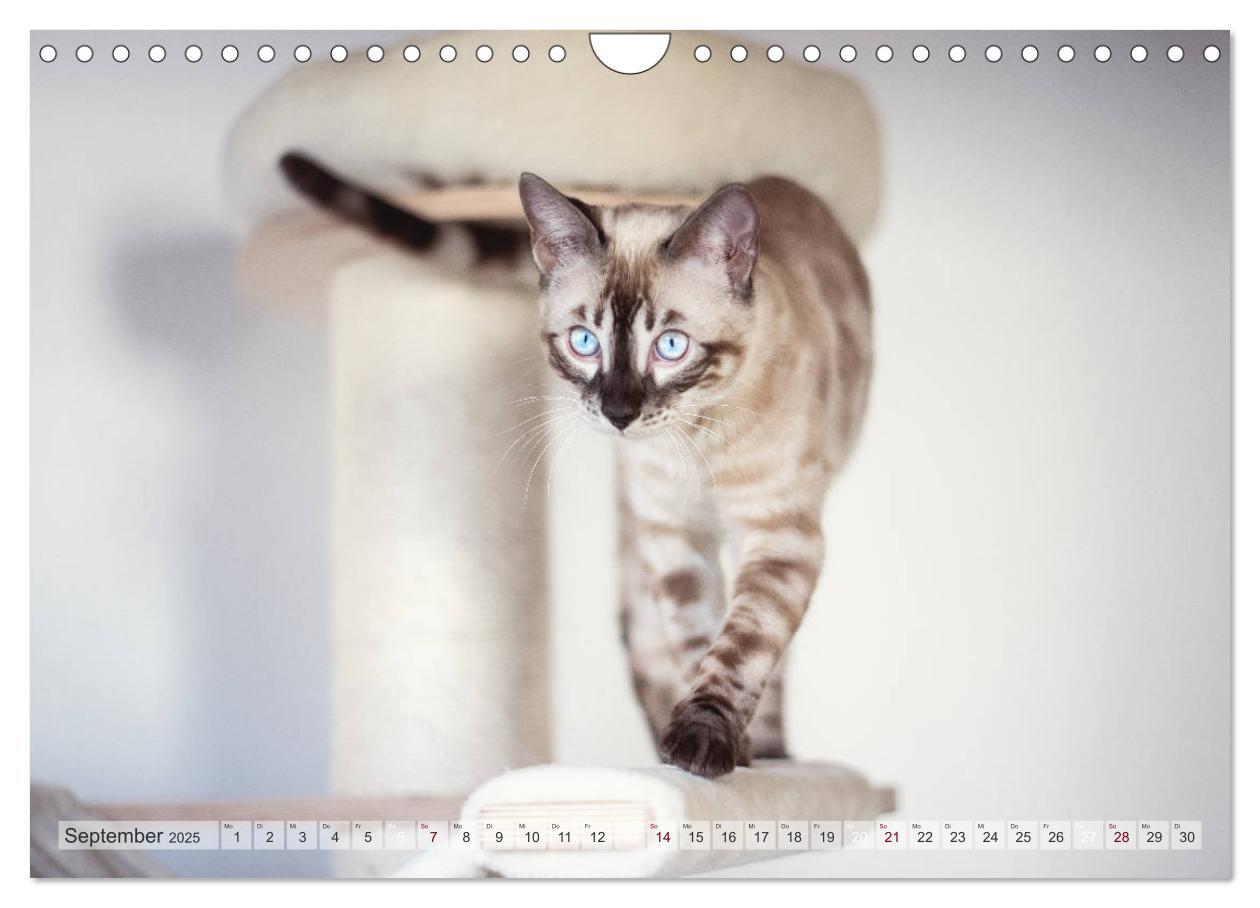 Bild: 9783435178889 | Wildes Wohnzimmer - Die Bengalkatze (Wandkalender 2025 DIN A4...