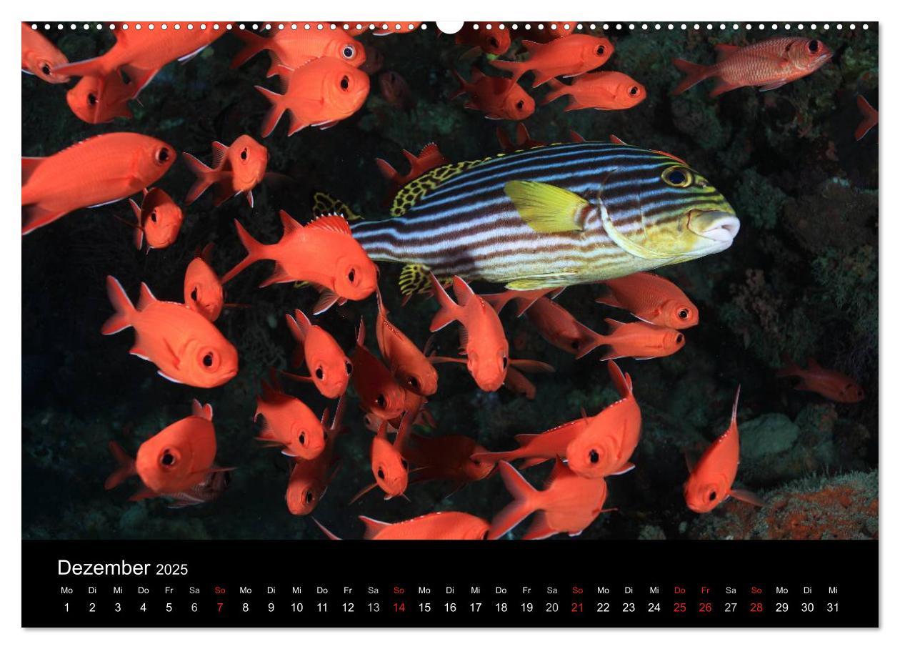 Bild: 9783435476008 | Magische Unterwasserwelten (hochwertiger Premium Wandkalender 2025...