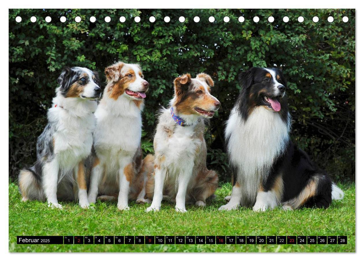 Bild: 9783435570287 | Bekannt wie ein bunter Hund. Australian Shepherd (Tischkalender...