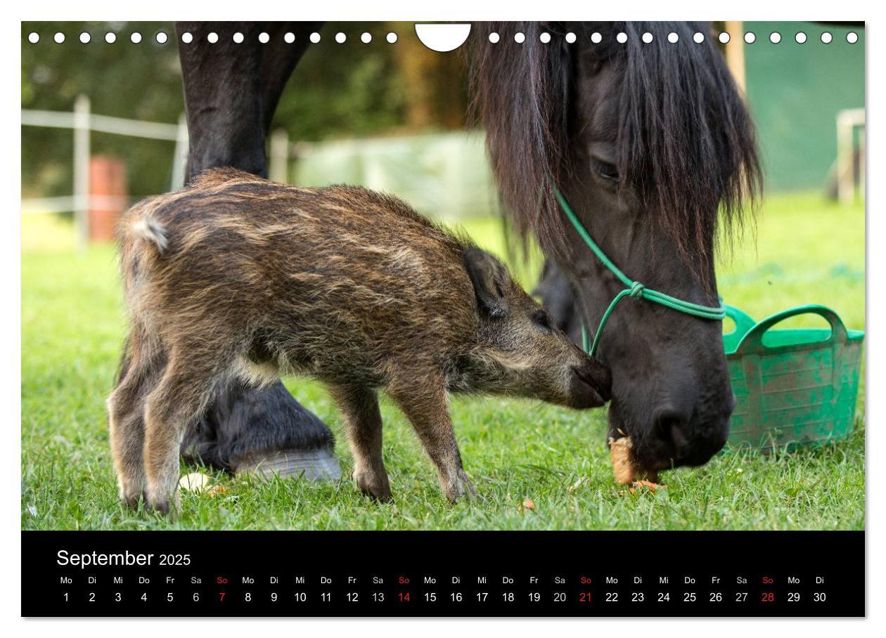 Bild: 9783435537358 | Kleine Schweinereien (Wandkalender 2025 DIN A4 quer), CALVENDO...