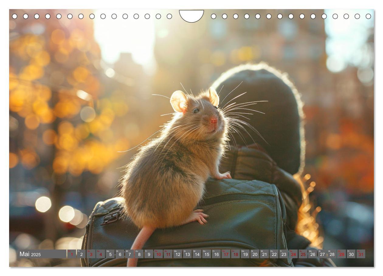 Bild: 9783383813832 | Mein bester Kumpel ist eine Ratte (Wandkalender 2025 DIN A4 quer),...