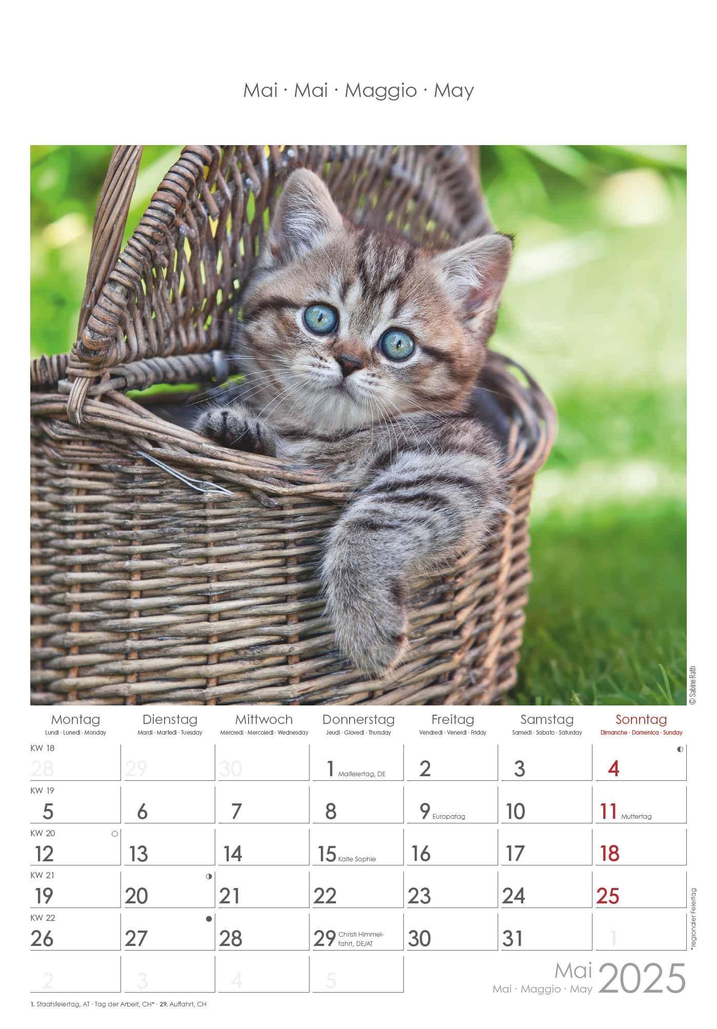 Bild: 4251732341015 | Katzen 2025 - Bildkalender 23,7x34 cm - Kalender mit Platz für...