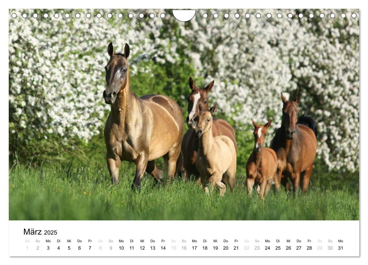 Bild: 9783435582815 | Pferde - Magdalena Strakova (Wandkalender 2025 DIN A4 quer),...