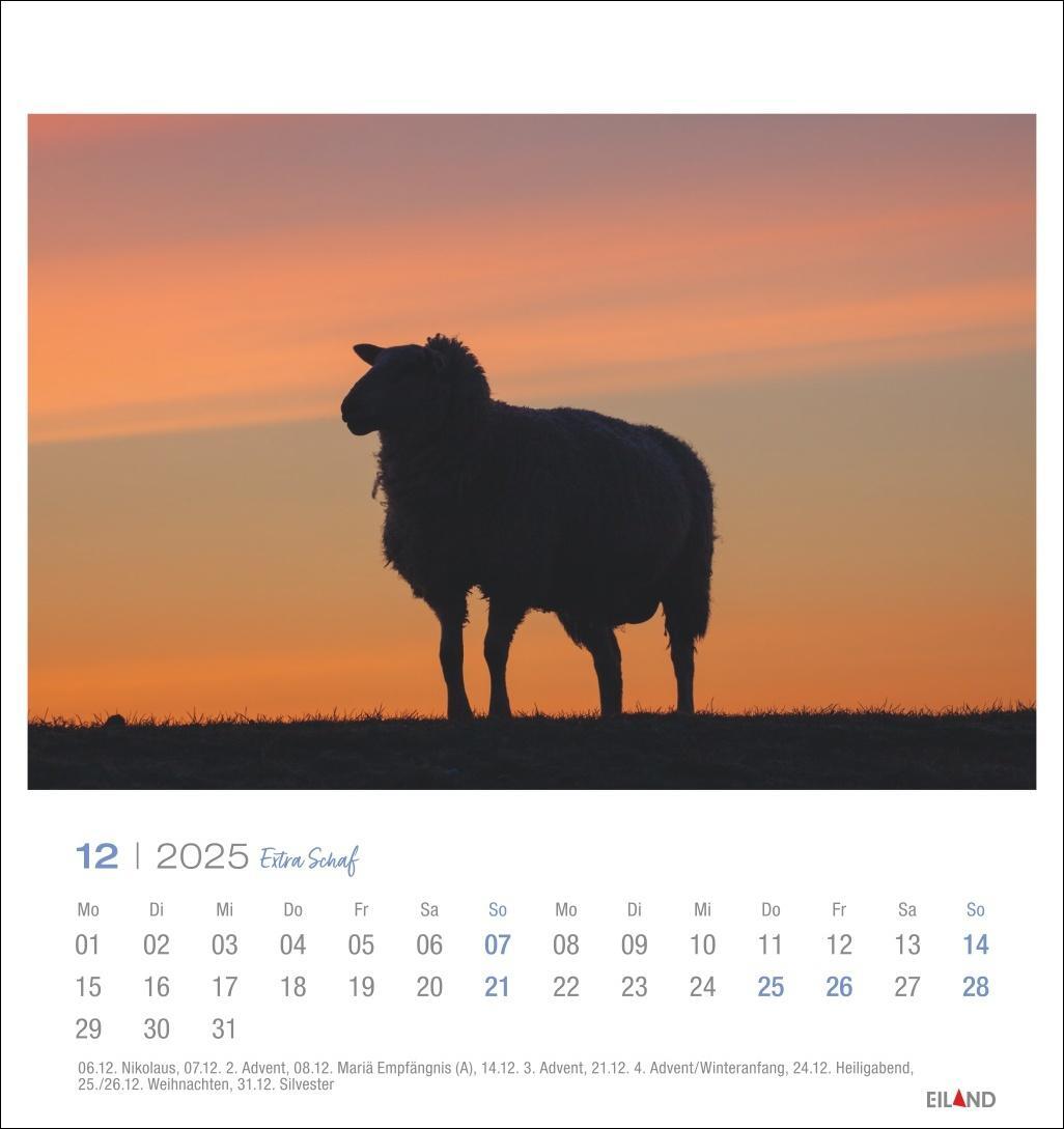 Bild: 9783964023254 | Extra Schaf Postkartenkalender 2025 | Eiland | Kalender | 13 S. | 2025