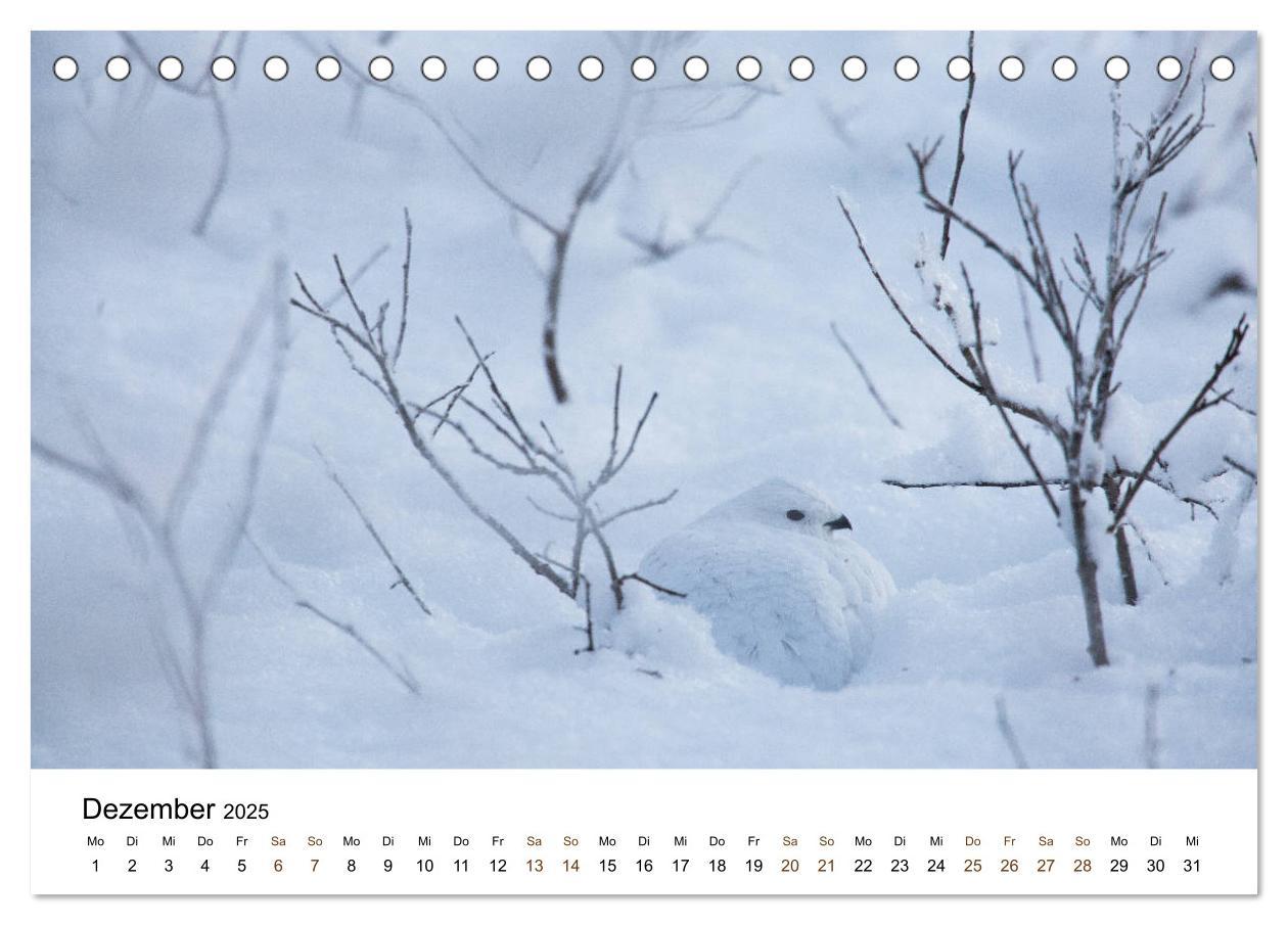 Bild: 9783435353507 | Finnland: eine tierische Entdeckungsreise (Tischkalender 2025 DIN...