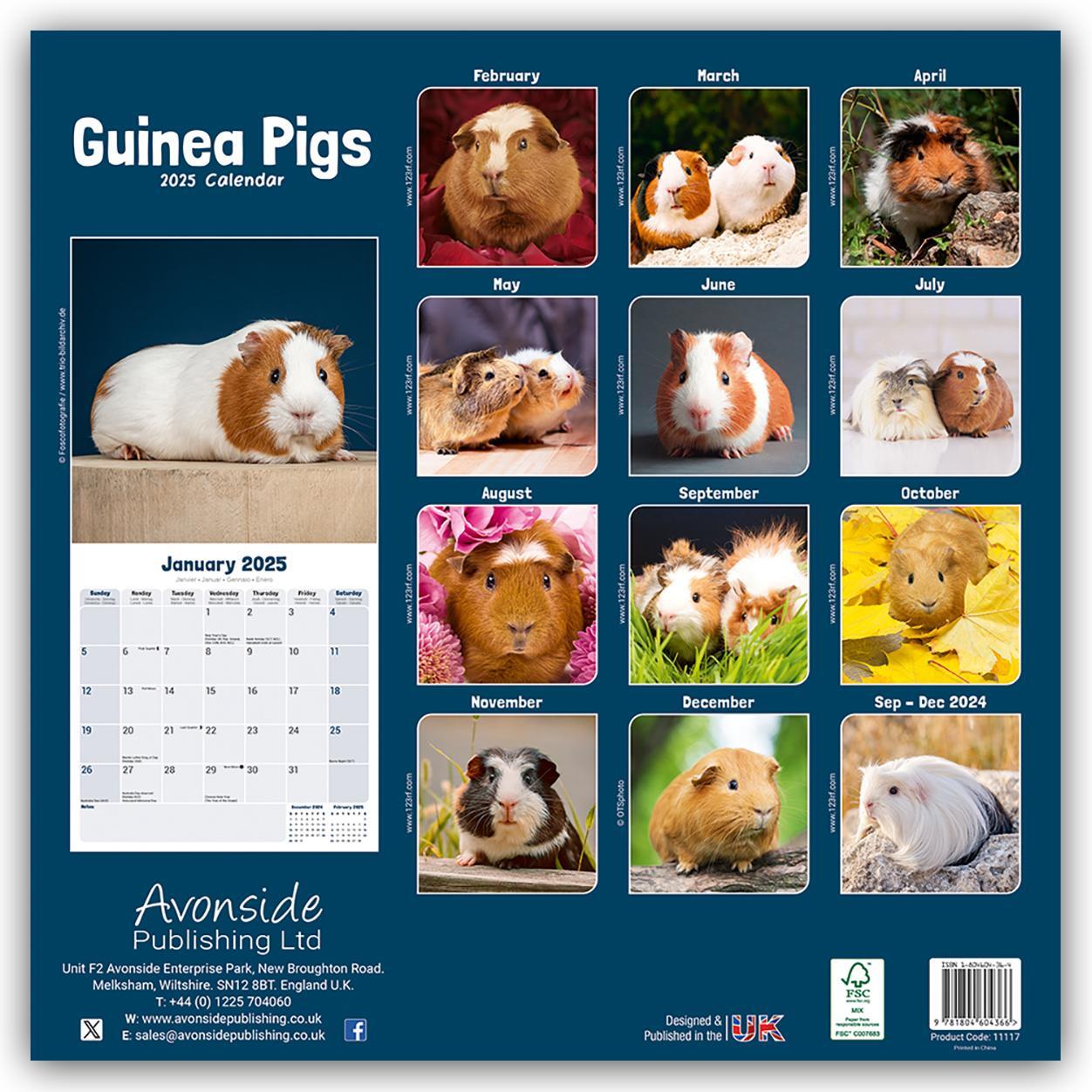 Rückseite: 9781804604366 | Guinea Pigs - Meerschweinchen 2025 - 16-Monatskalender | Ltd | 13 S.