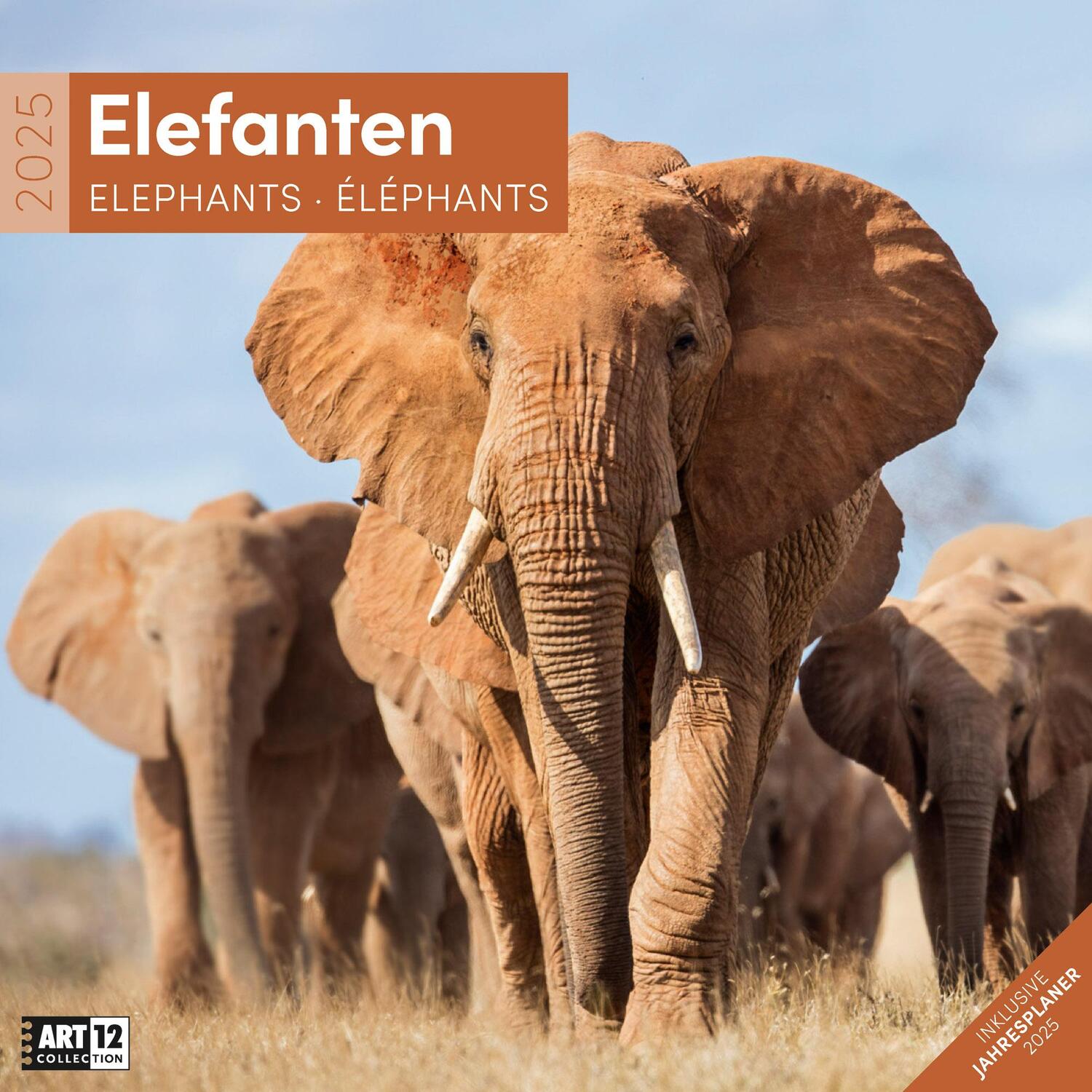Cover: 9783838445281 | Elefanten Kalender 2025 - 30x30 | Ackermann Kunstverlag | Kalender