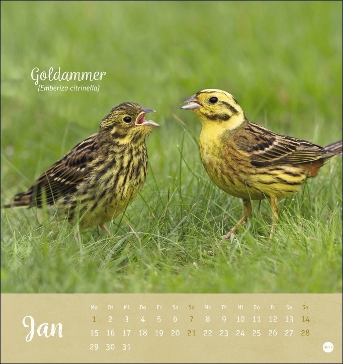 Bild: 9783756403080 | Vögel in unseren Gärten Postkartenkalender 2024. Ein kleiner...