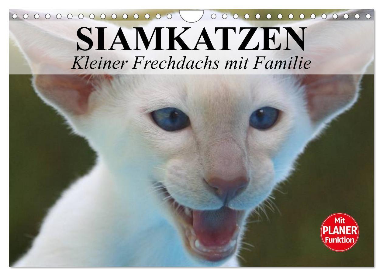 Cover: 9783383301339 | Siamkatzen - Kleiner Frechdachs mit Familie (Wandkalender 2024 DIN...
