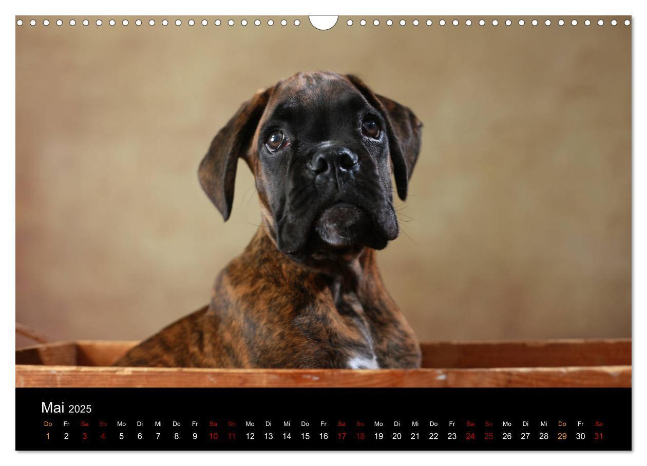 Bild: 9783435436255 | Liebenswerte Boxer (Wandkalender 2025 DIN A3 quer), CALVENDO...