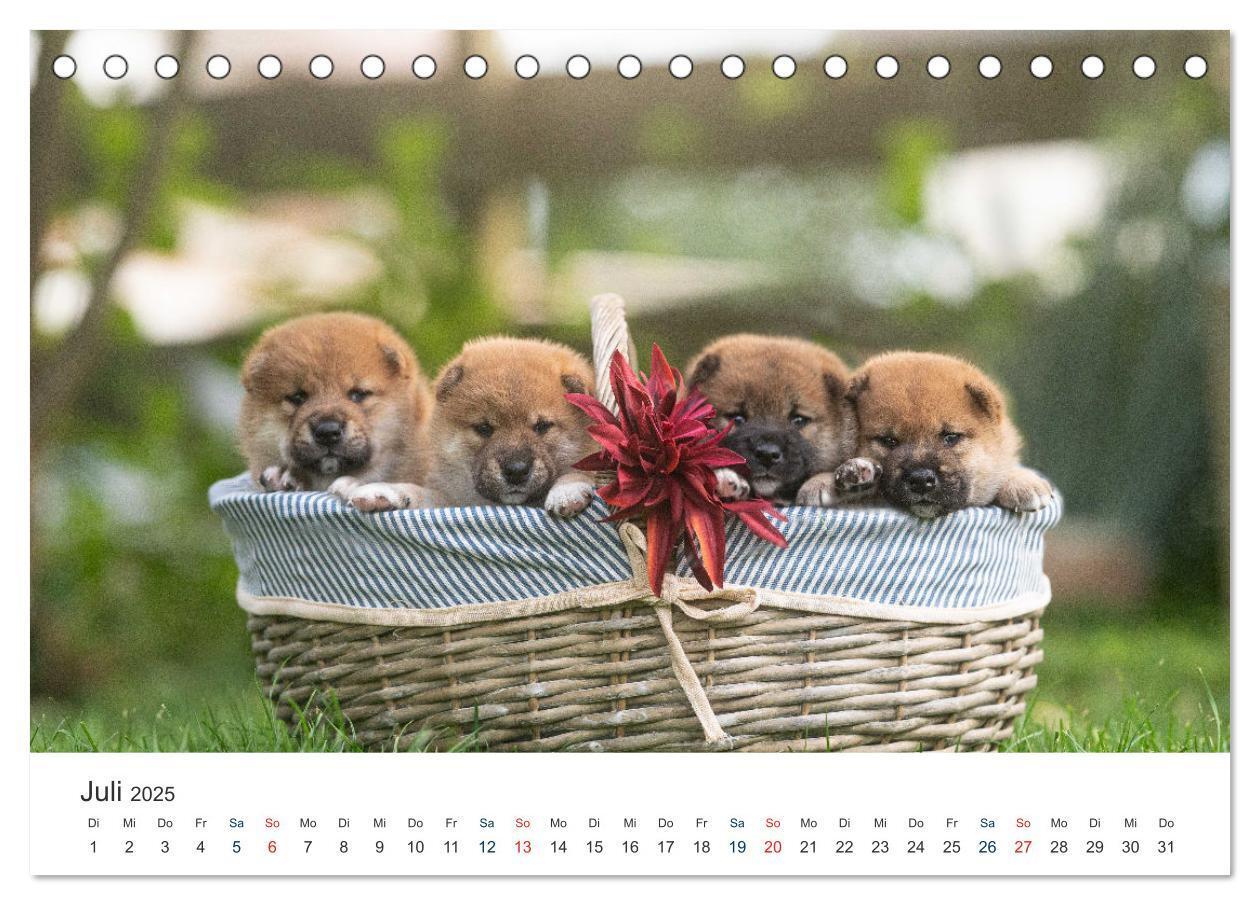 Bild: 9783457234181 | Shiba Inu - mutig, treu, selbstbewusst (Tischkalender 2025 DIN A5...