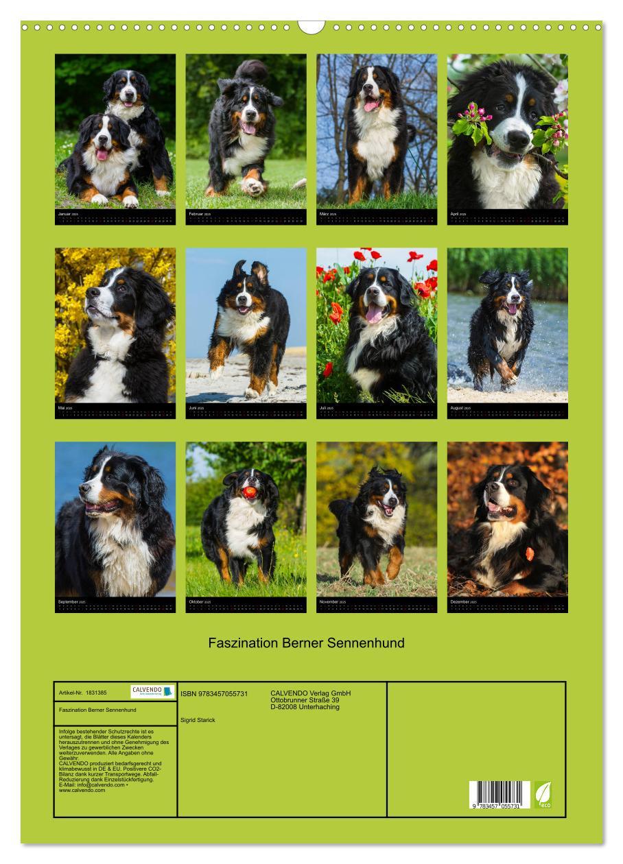 Bild: 9783457055731 | Faszination Berner Sennenhund (Wandkalender 2025 DIN A2 hoch),...