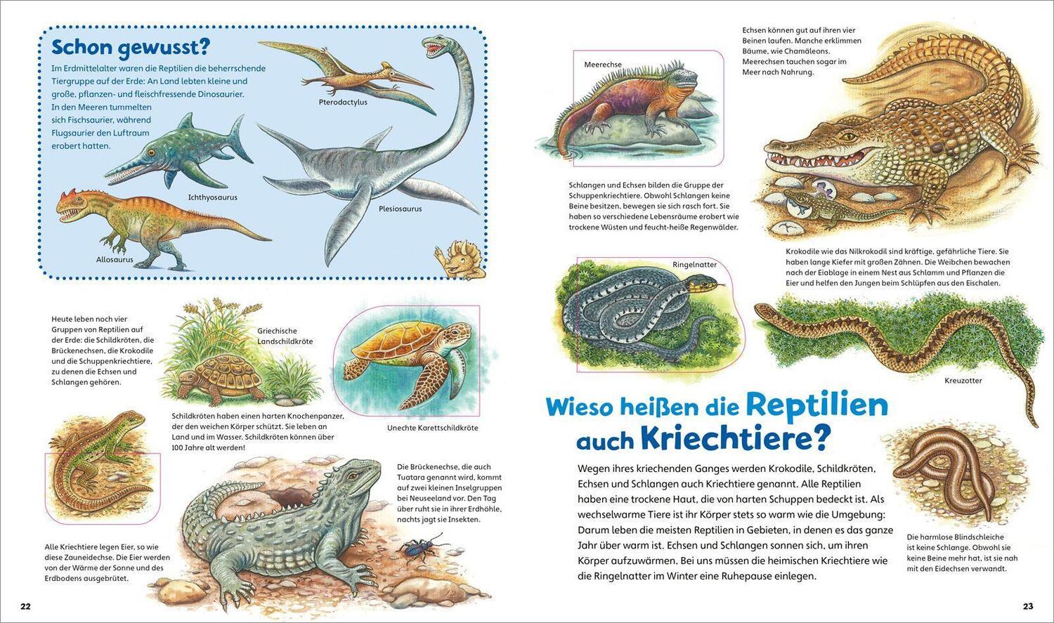 Bild: 9783788677534 | WAS IST WAS Junior Alles lebt! Von klitzeklein bis riesengroß | Buch