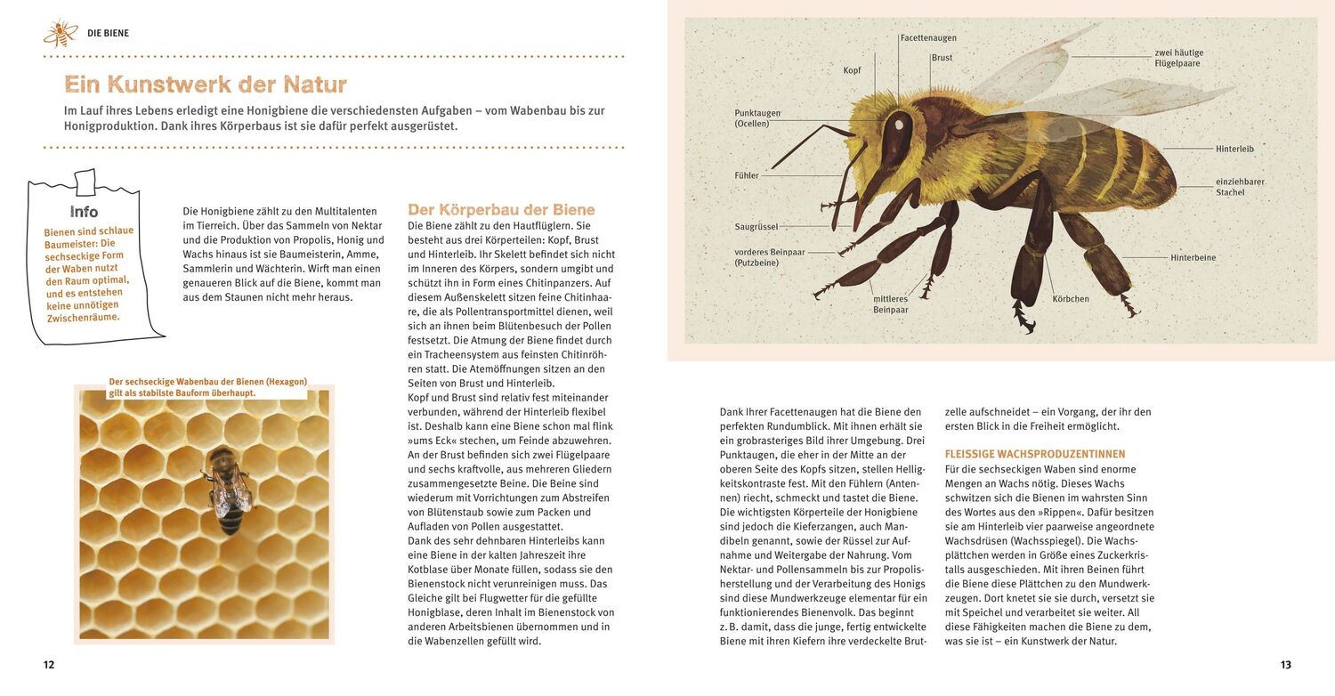 Bild: 9783833847387 | Bienen Basics | Alles, was Hobbyimker und Bienenfreunde wissen müssen