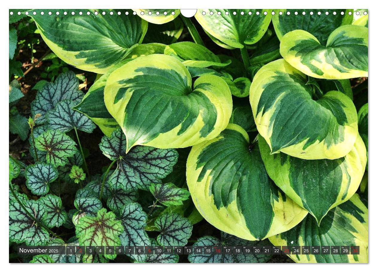 Bild: 9783435576388 | Hosta Staude mit Herz (Wandkalender 2025 DIN A3 quer), CALVENDO...