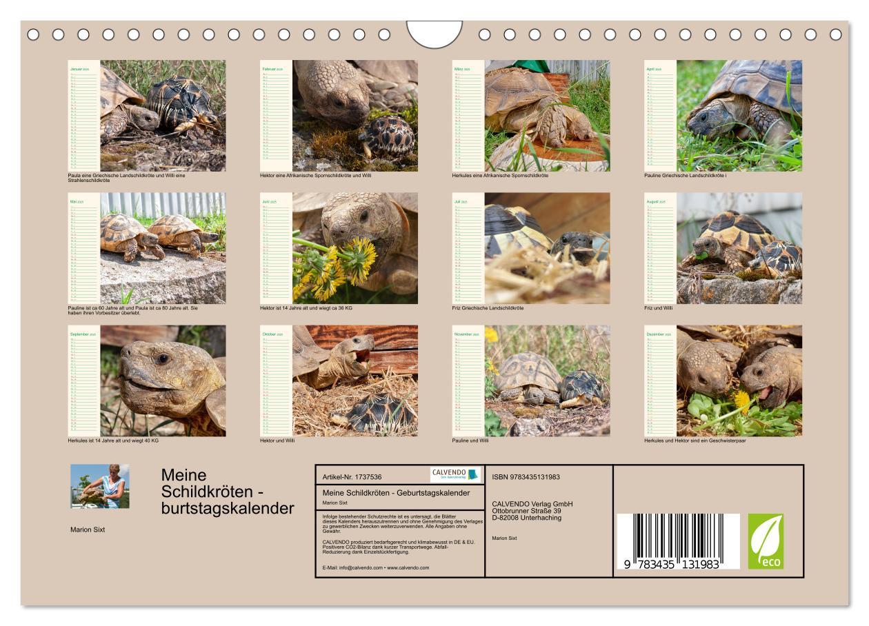 Bild: 9783435131983 | Meine Schildkröten - Geburtstagskalender (Wandkalender 2025 DIN A4...