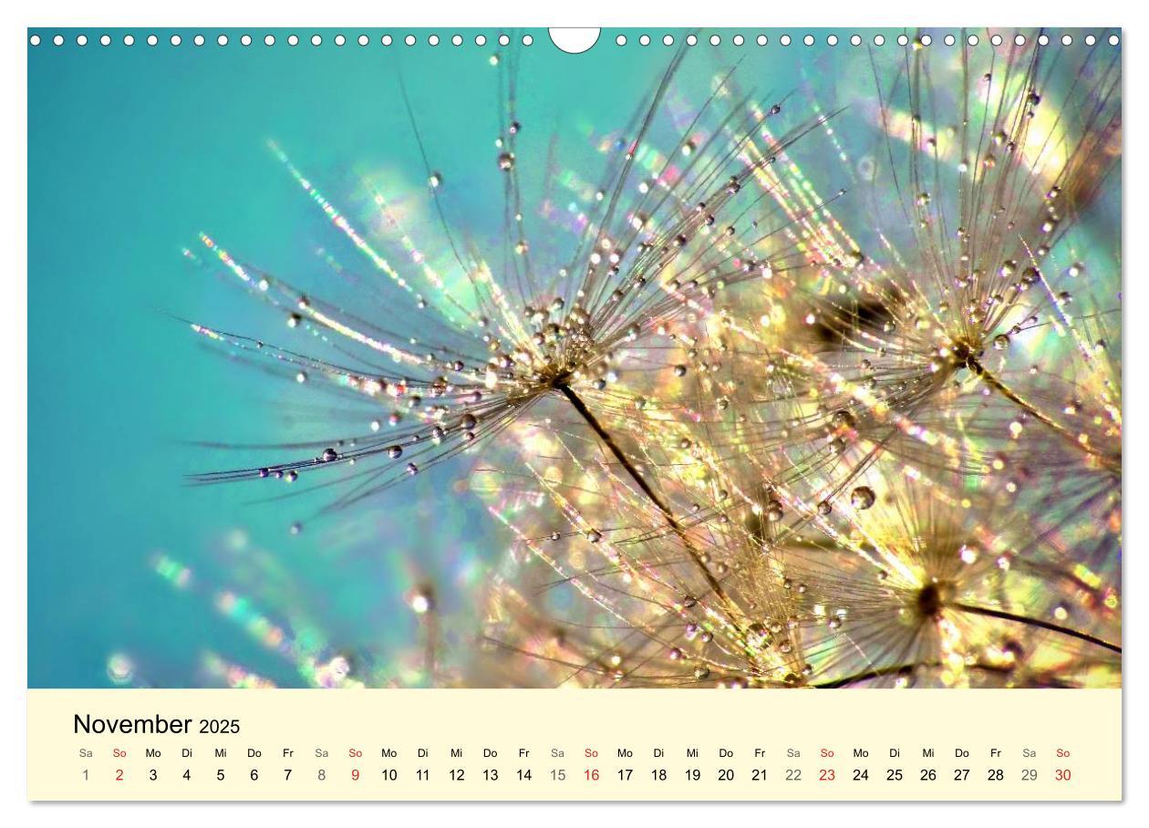 Bild: 9783435746620 | Naturjuwel Pusteblume (Wandkalender 2025 DIN A3 quer), CALVENDO...