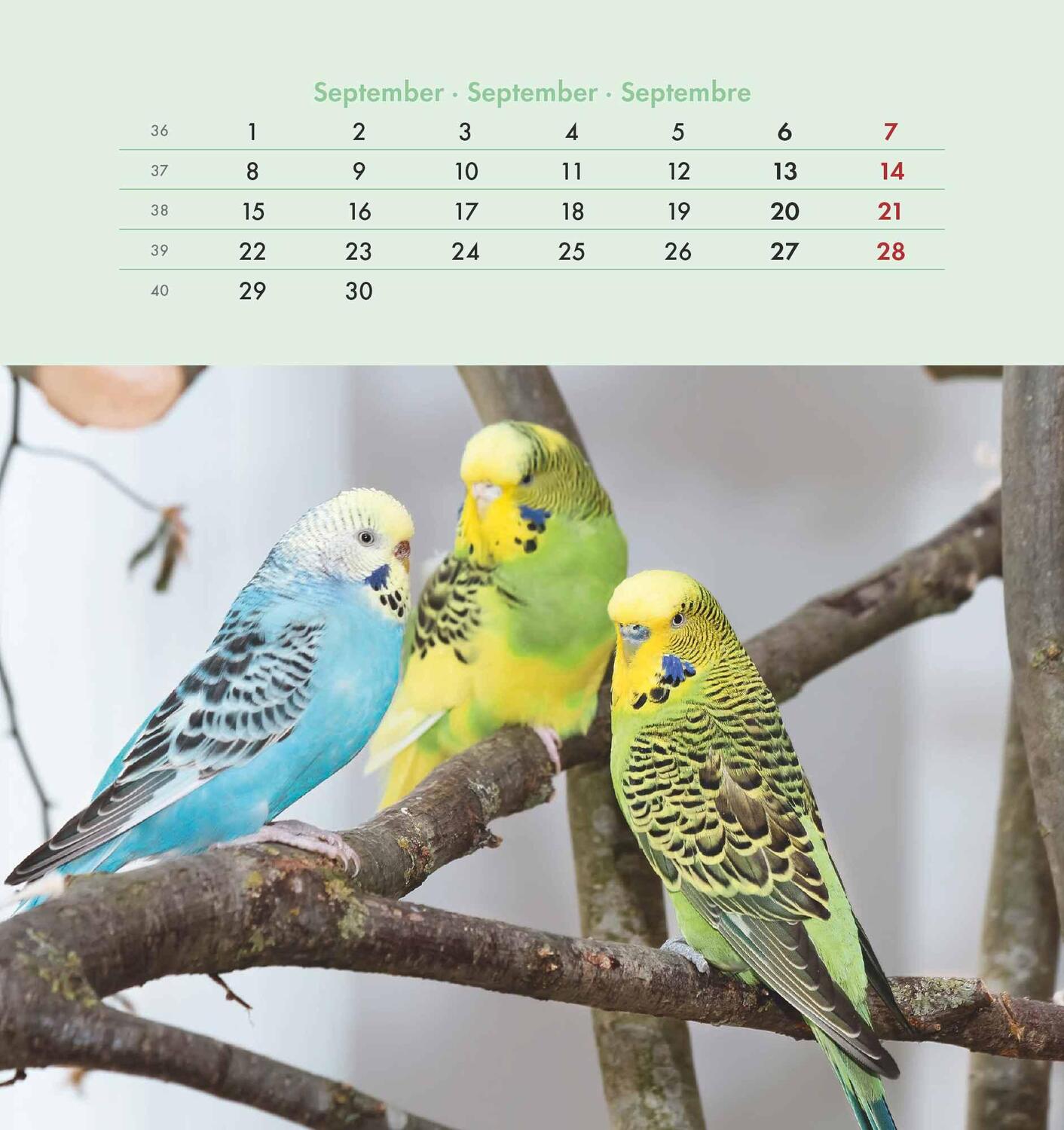 Bild: 4251732342319 | Wellensittiche 2025 - Postkartenkalender 16x17 cm - Budgies - zum...