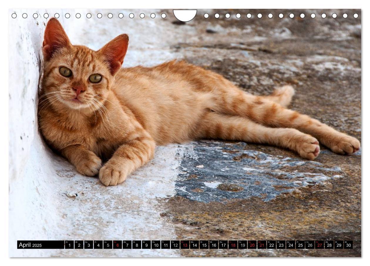 Bild: 9783435759712 | Griechische Katzen (Wandkalender 2025 DIN A4 quer), CALVENDO...