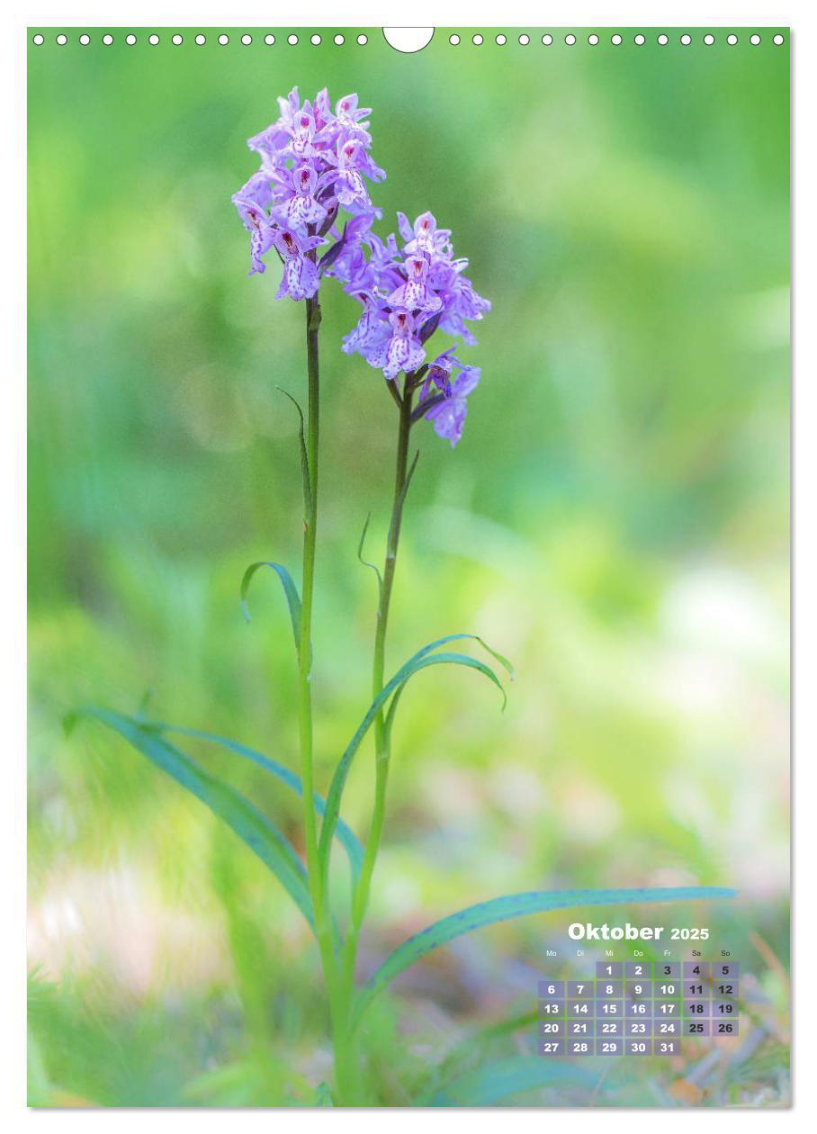 Bild: 9783435990207 | Orchideen in freier Wildbahn (Wandkalender 2025 DIN A3 hoch),...