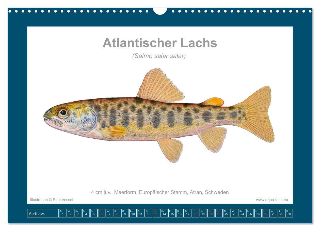 Bild: 9783383772634 | Fisch als Kunst 2025: Atlantische Lachse (Wandkalender 2025 DIN A3...