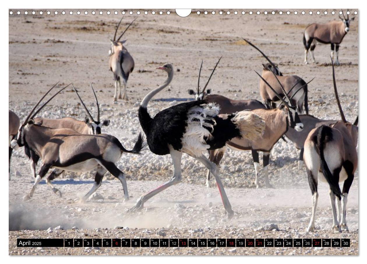 Bild: 9783435632121 | Wildes Leben in Afrika (Wandkalender 2025 DIN A3 quer), CALVENDO...