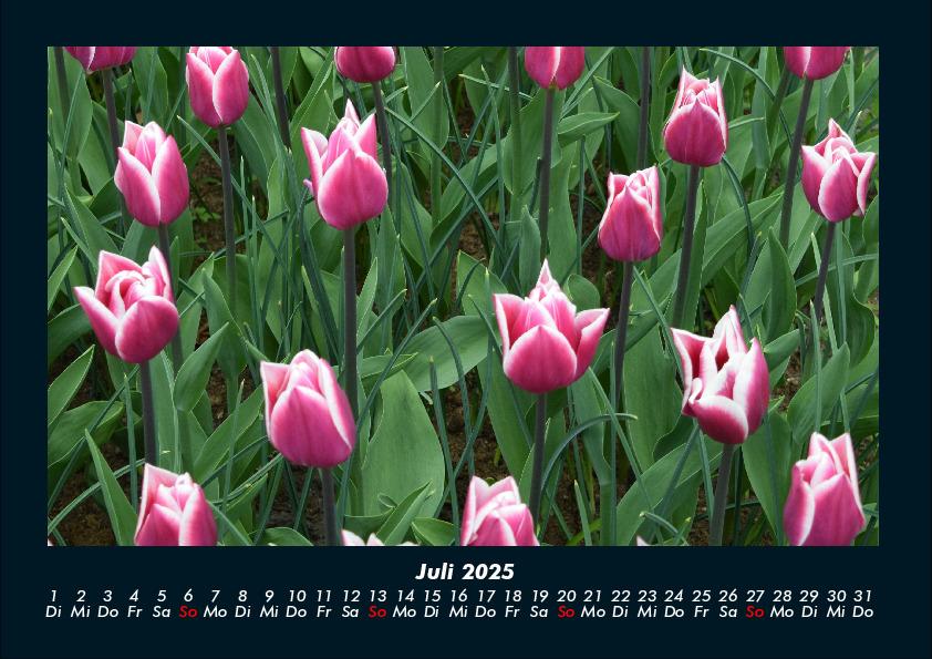 Bild: 9783755989172 | Blumenkalender 2025 Fotokalender DIN A4 | Tobias Becker | Kalender