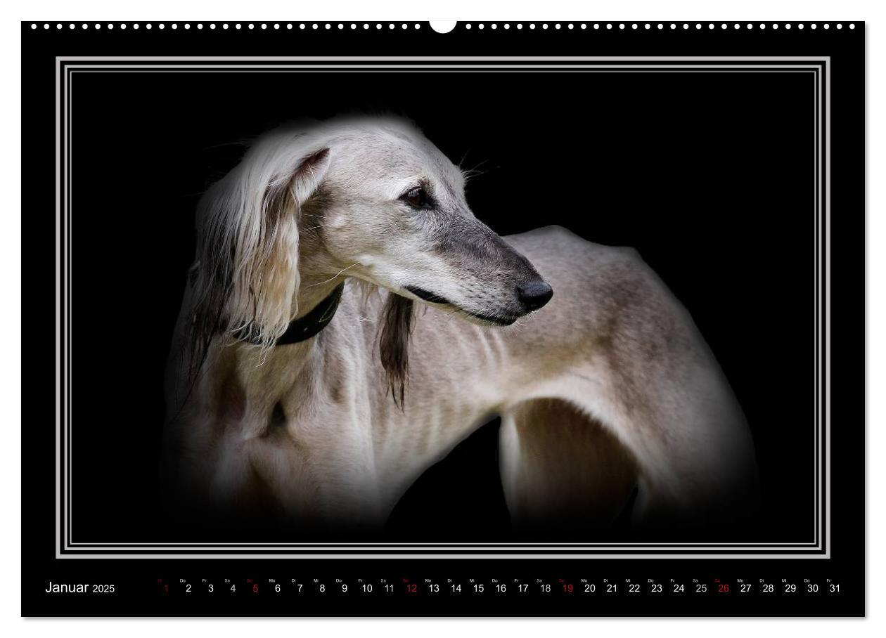 Bild: 9783383823886 | Saluki 2025 (Wandkalender 2025 DIN A2 quer), CALVENDO Monatskalender