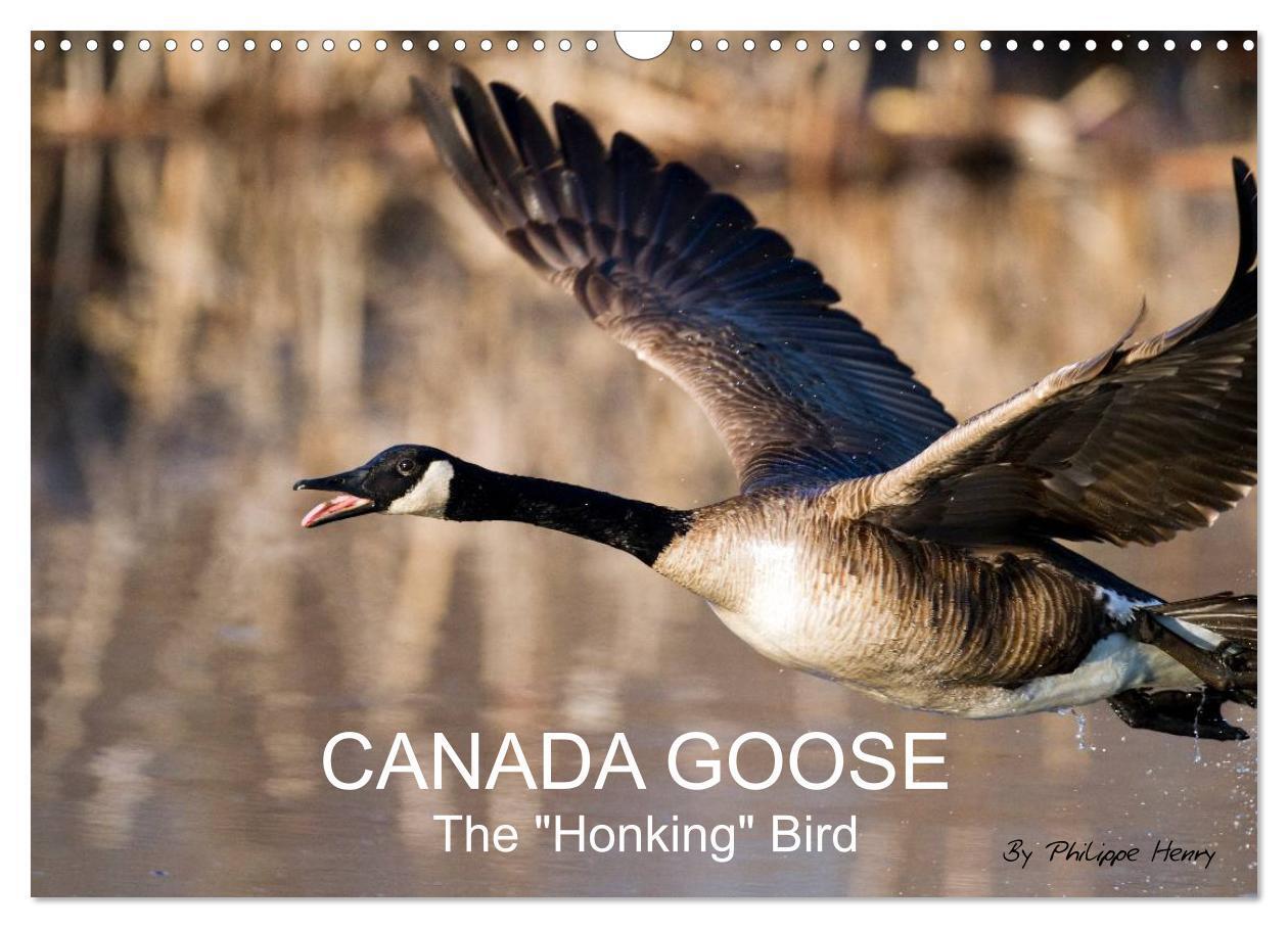 Cover: 9781325907816 | CANADA GOOSE / UK-Version (Wall Calendar 2024 DIN A3 landscape),...
