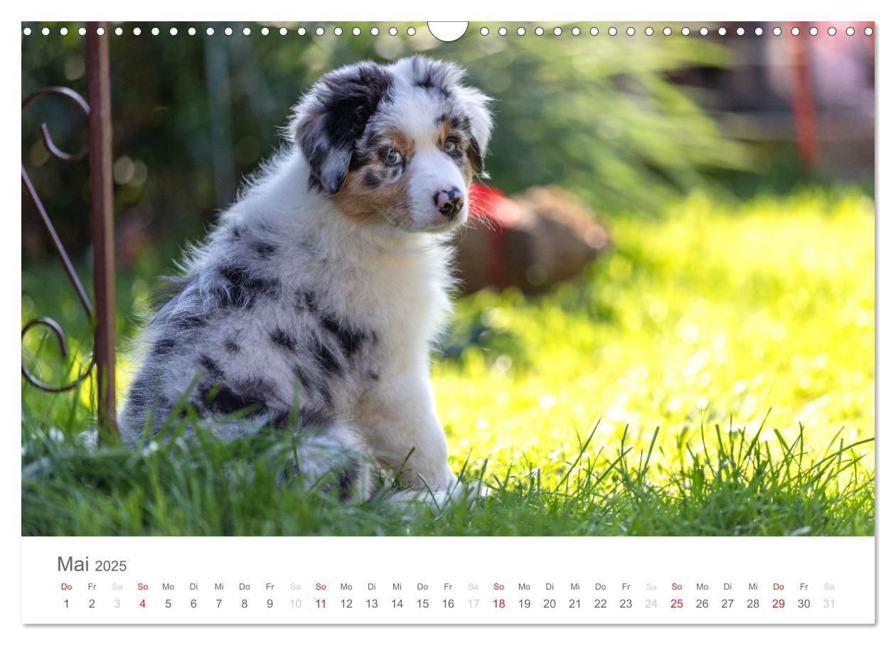 Bild: 9783435672639 | Australian Shepherd 2025 (Wandkalender 2025 DIN A3 quer), CALVENDO...