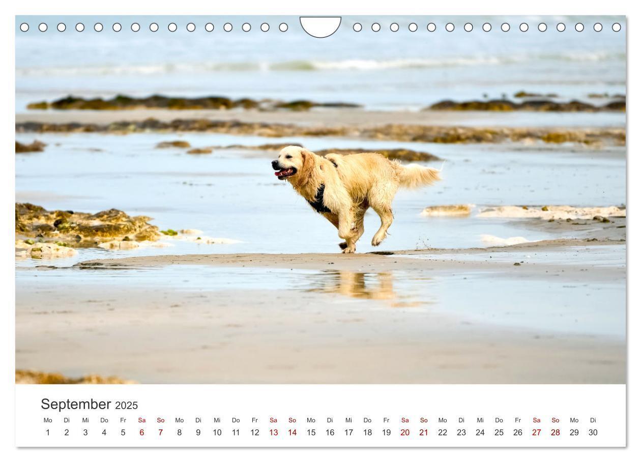 Bild: 9783383942235 | Golden Retriever - Die treuen Begleiter. (Wandkalender 2025 DIN A4...