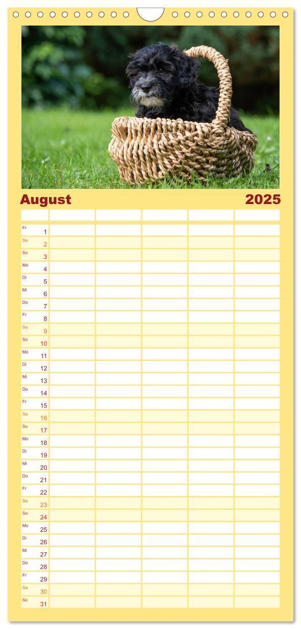 Bild: 9783457102107 | Familienplaner 2025 - Maltipoo Welpen mit 5 Spalten (Wandkalender,...