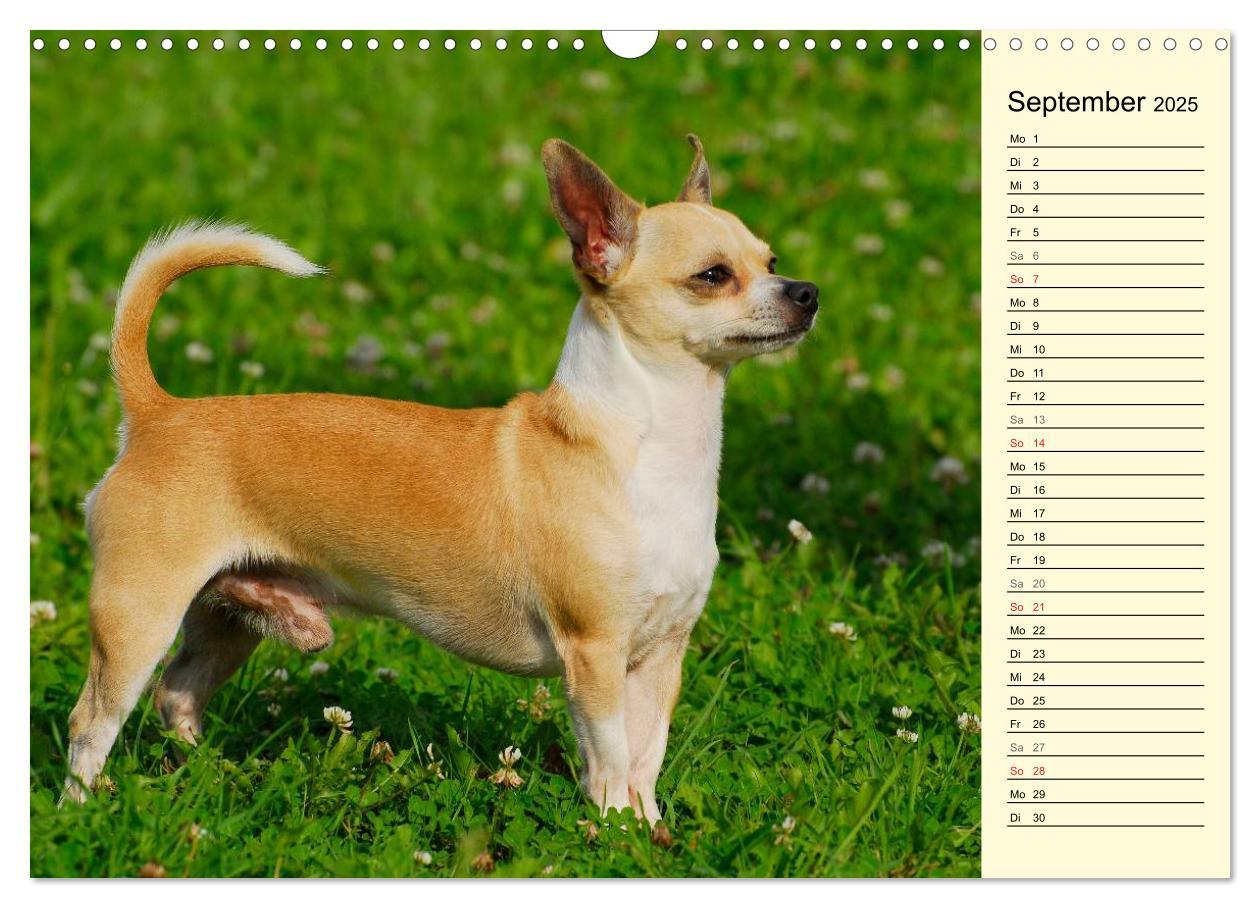 Bild: 9783435541157 | Chihuahua - Kleine Hunde ganz groß (Wandkalender 2025 DIN A3 quer),...