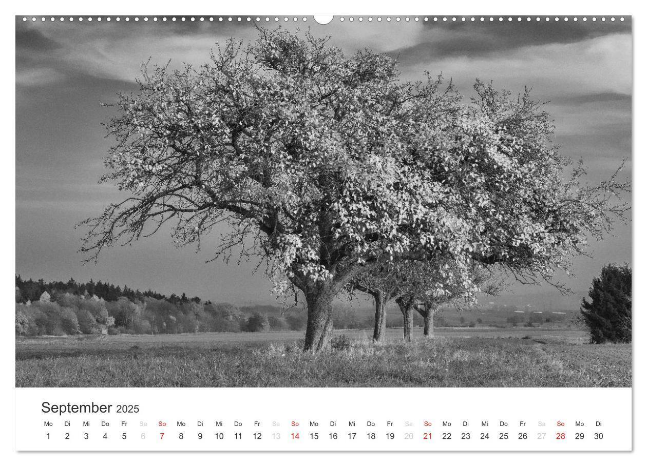 Bild: 9783435659999 | Bäume - Naturschönheiten in schwarz-weiß (Wandkalender 2025 DIN A2...