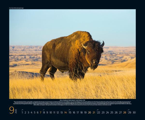 Bild: 9783731879985 | Bedrohte Tierwelt 2025 | Verlag Korsch | Kalender | Spiralbindung