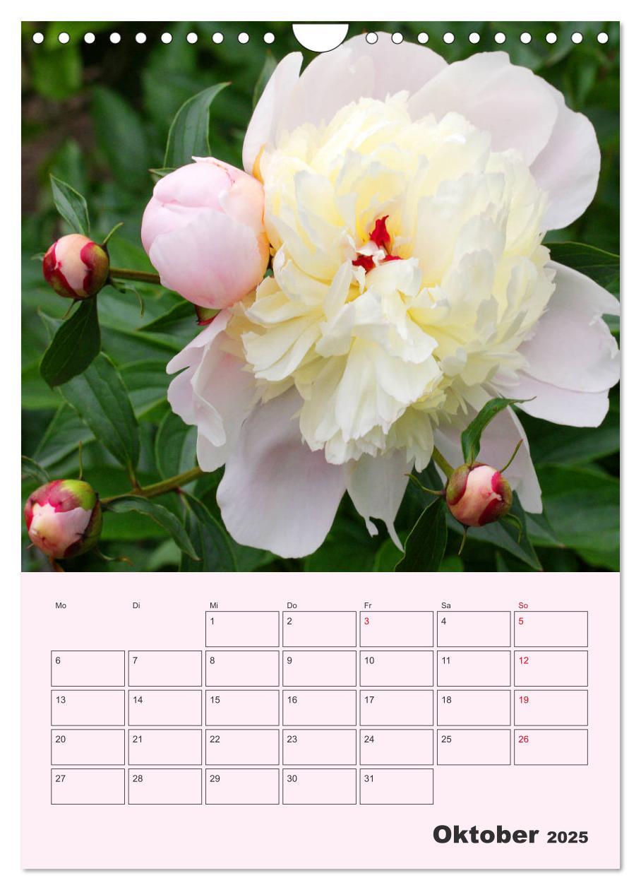 Bild: 9783435971886 | Pfingstrosen Rosen ohne Dornen (Wandkalender 2025 DIN A4 hoch),...