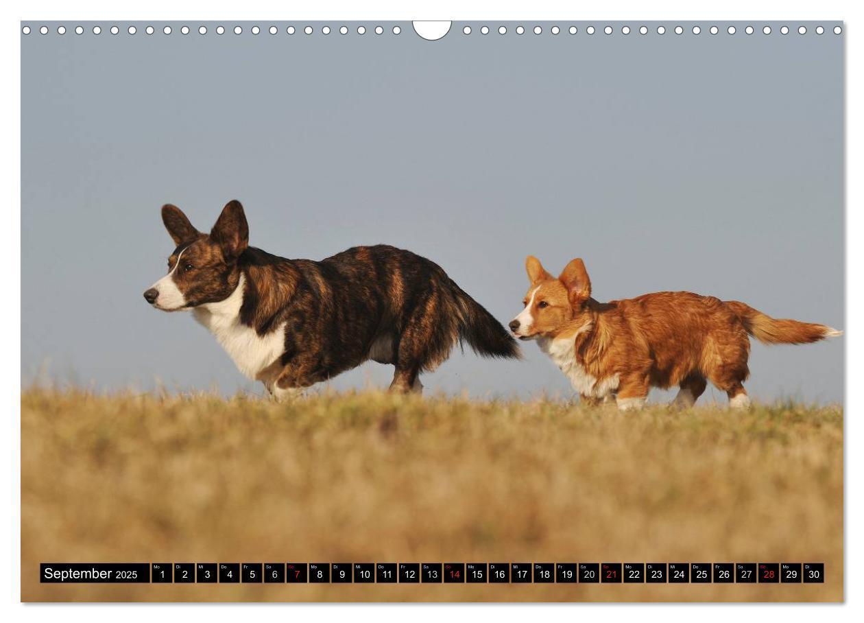 Bild: 9783435670734 | Welsh Corgi - Kobold auf 4 Pfoten (Wandkalender 2025 DIN A3 quer),...