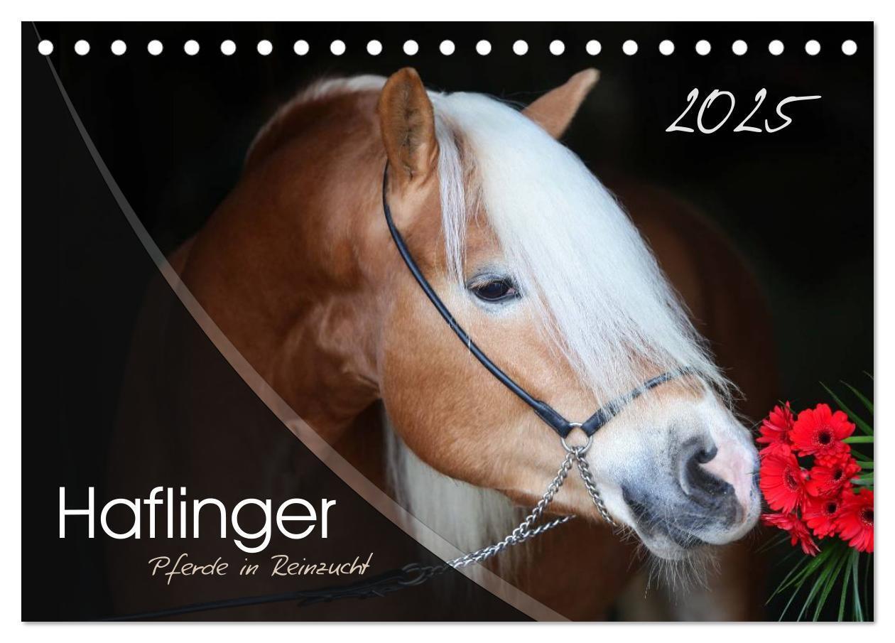 Cover: 9783435504121 | Haflinger-Pferde in Reinzucht (Tischkalender 2025 DIN A5 quer),...