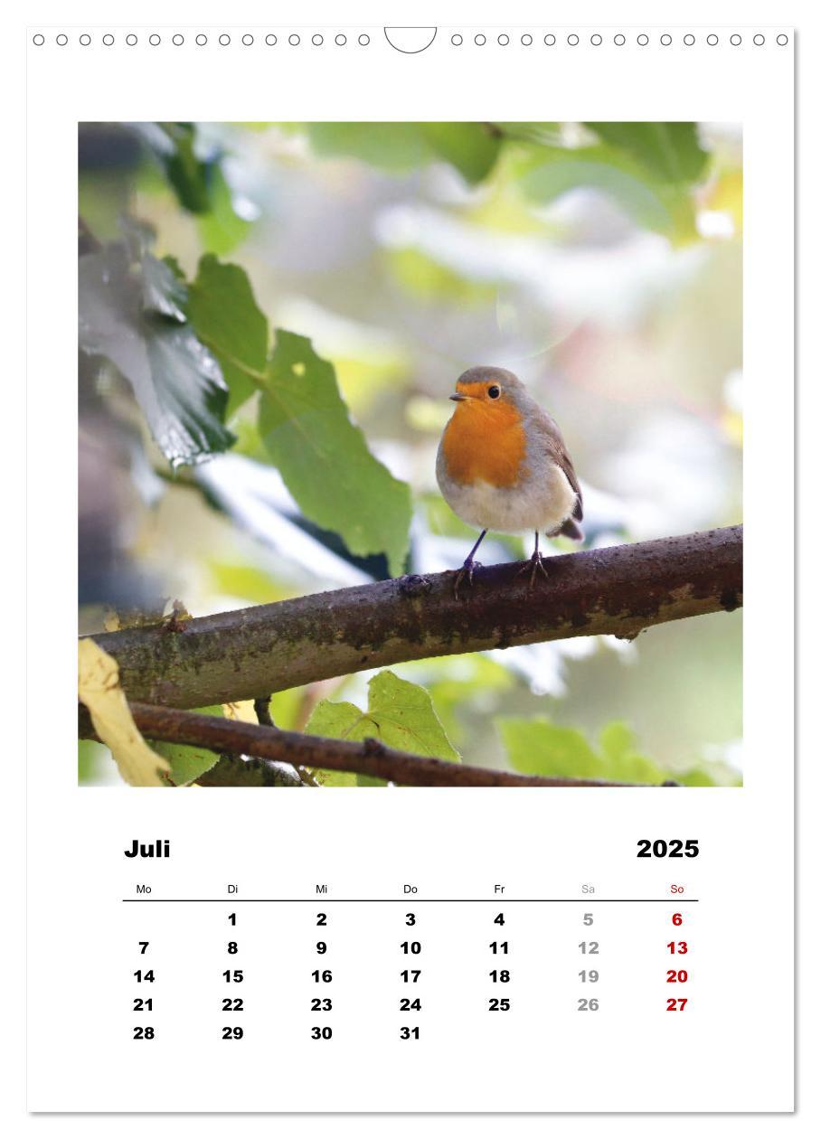 Bild: 9783435929627 | Rotkehlchen, süße kleine Knutschkugeln (Wandkalender 2025 DIN A3...