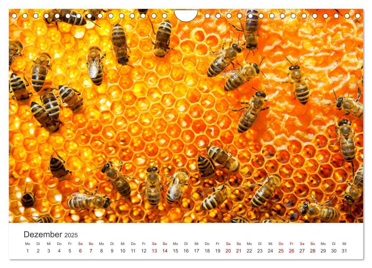 Bild: 9783383927485 | Die Welt der fleißigen Bienen (Wandkalender 2025 DIN A4 quer),...