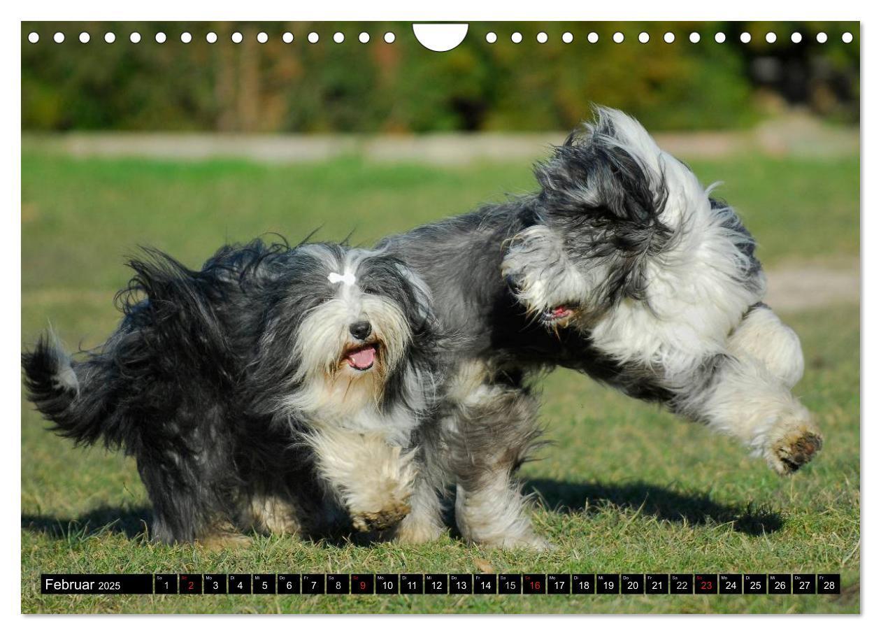 Bild: 9783435573851 | Liebenswerter Clown Bearded Collie (Wandkalender 2025 DIN A4 quer),...