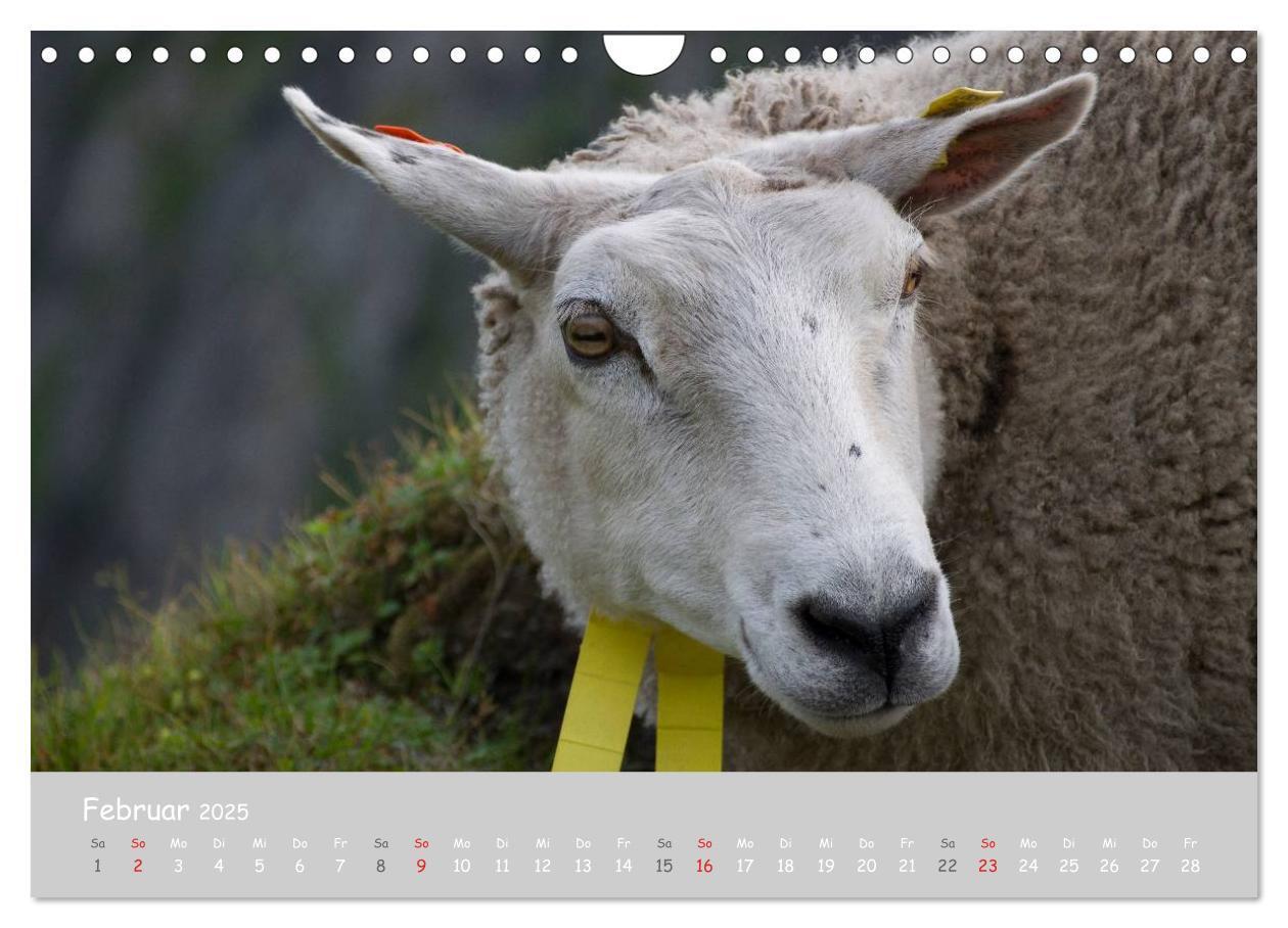 Bild: 9783435524099 | Ganz schön Schaf (Wandkalender 2025 DIN A4 quer), CALVENDO...