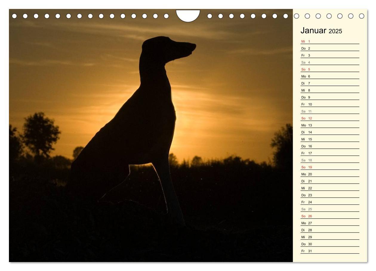 Bild: 9783435541652 | Windhund der Wüste - Der Azawakh (Wandkalender 2025 DIN A4 quer),...