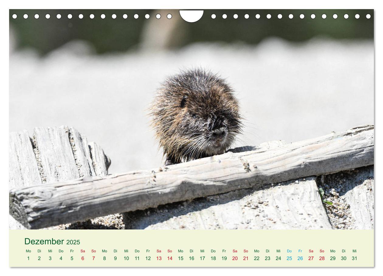 Bild: 9783435117987 | NUTRIAS - Pelzige Gesellen (Wandkalender 2025 DIN A4 quer),...