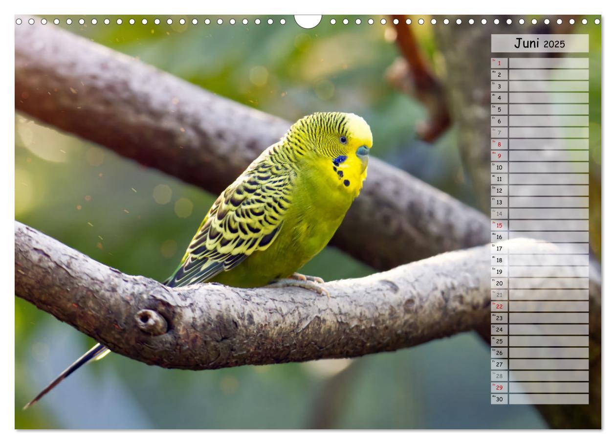 Bild: 9783383939525 | Zauberhafte Wellensittiche (Wandkalender 2025 DIN A3 quer),...