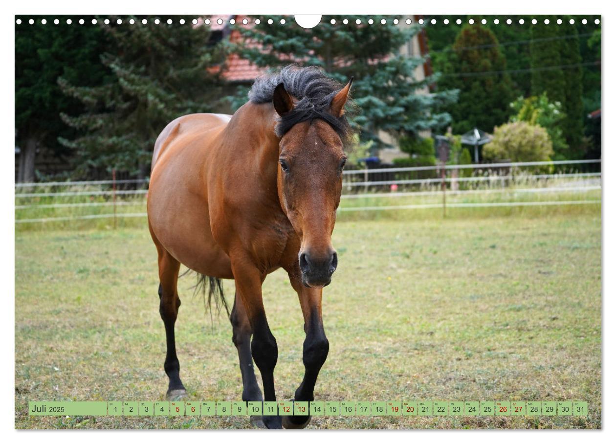 Bild: 9783383945854 | Faszination Trakehner (Wandkalender 2025 DIN A3 quer), CALVENDO...