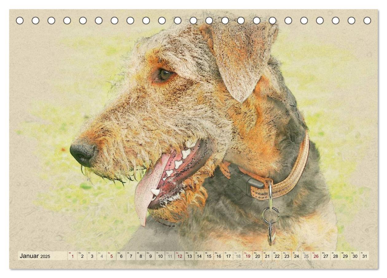 Bild: 9783435626366 | Airedale Terrier 2025 (Tischkalender 2025 DIN A5 quer), CALVENDO...