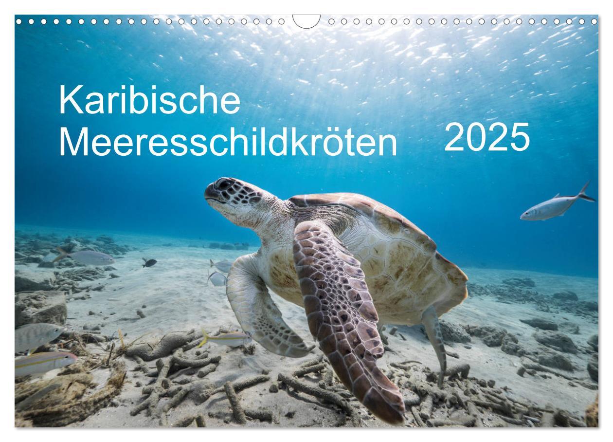 Cover: 9783435343782 | Karibische Meeresschildkröten (Wandkalender 2025 DIN A3 quer),...